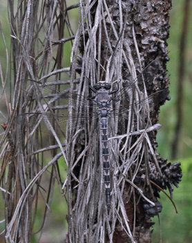 Tachopteryx thoreyi, female